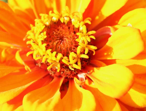 Macro Bild Orange Blommande Zinnia — Stockfoto