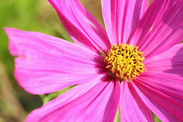 Pink Blossoming Cosmos Close — Stock Photo, Image