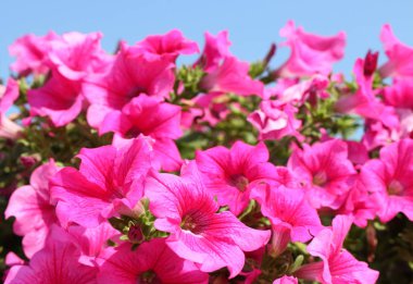 Parlak mavi gökyüzü daha önce izole pembe Petunya çiçeği. Güzel yaz.