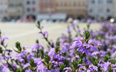 Sevimli mor çiçekleri bokeh şehir arka plan önce. Kasaba. Kasaba doğada.