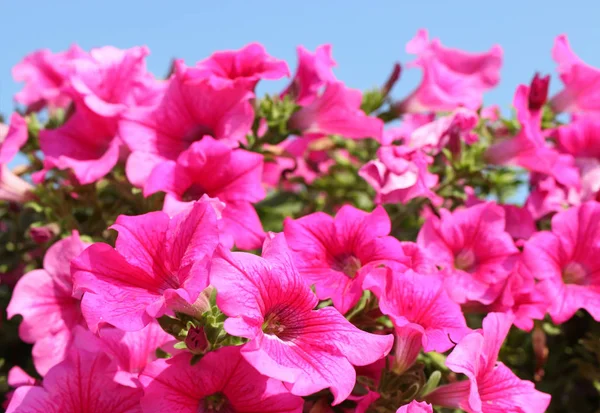 Kwiaty Różowe Petunii Białym Tle Przed Jasne Błękitne Niebo Piękne — Zdjęcie stockowe