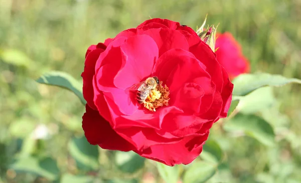 Miód Pszczeli Jest Ssanie Pyłek Czerwonych Róż Miłość Valentine Upraw — Zdjęcie stockowe