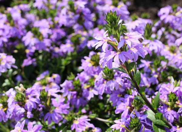 Hermosas Flores Violetas Primer Plano —  Fotos de Stock