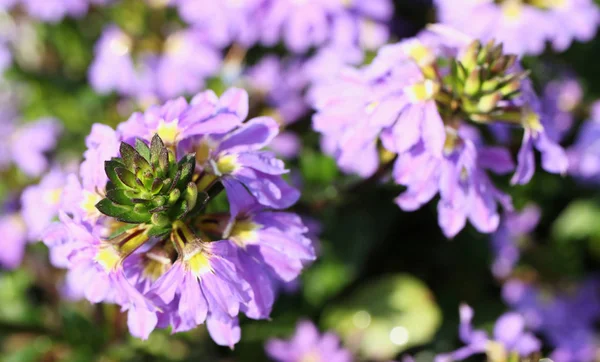 Lila Blommor Från Närbild — Stockfoto