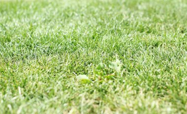 Parlak yeşil çim yakın çekim üzerinden. Golf. Futbol sahası. Soccerr alanı.