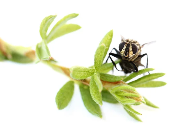 Stubenfliege Auf Kleinem Grünen Zweig Isoliert Auf Weißem Hintergrund Musca — Stockfoto