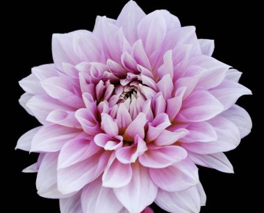  Siyah arka plan üzerine izole pembe dahlia çiçeği. Makro resim.