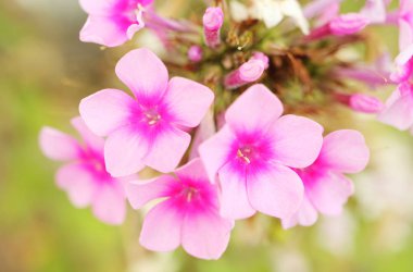 Phlox pembe çiçekleri romantik görünümü. Bokeh arka plan.