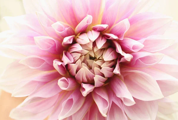 Όμορφο Άνθος Της Ροζ Ντάλια Από Γκρο Πλαν Εθνικό Λουλούδι — Φωτογραφία Αρχείου