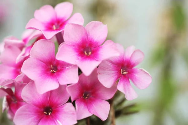 Blossoms Phlox Close Bokeh Background — Stock Photo, Image