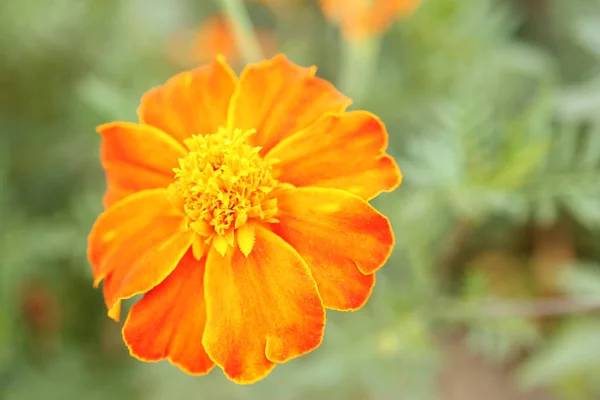 Kwitnący Pomarańczowy Marigold Afryki Tło Bokeh Aztec Marigold — Zdjęcie stockowe