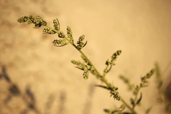 Planta Verde Beatiful Close — Fotografia de Stock