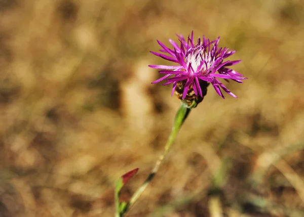 茶色のヤグルマギクはフィールドで開花です ヤグルマギク属 Jacea — ストック写真