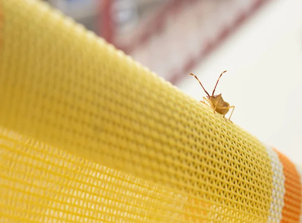 Insekt Mit Langen Fühlern Auf Sonnenbank Garten Fünftöter Antenne — Stockfoto