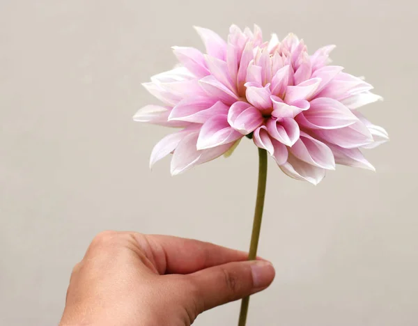 Mão Mulher Está Segurando Flor Dália Rosa Encantador — Fotografia de Stock