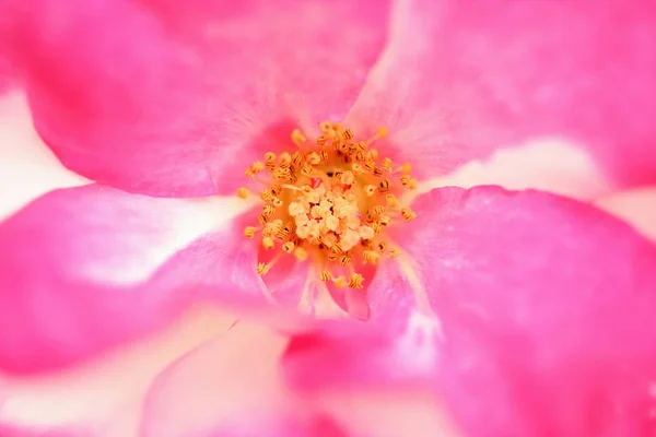 Visão Close Rosa Florescente Estames Pistilo — Fotografia de Stock