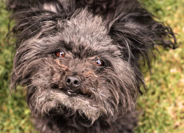 Chien Bolognais Russe Fixant Son Maître Bolonka — Photo