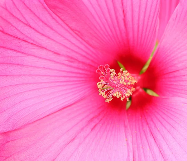 Imagem Hibisco Rosa Brilhante Close Pistiol Estames — Fotografia de Stock