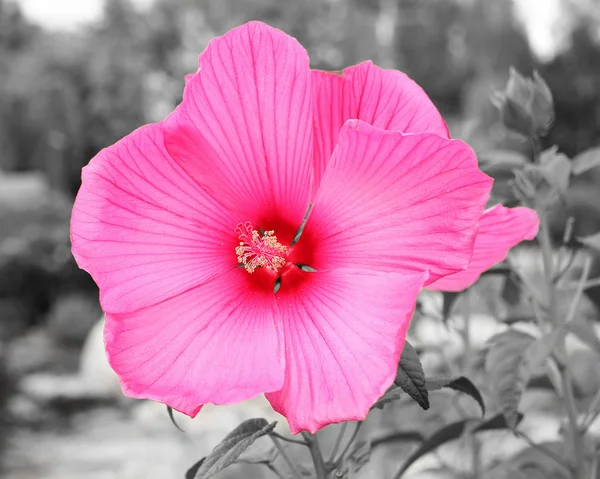 Kwiat Hibiscus Różowy Białym Tle Tle Czarno Białe — Zdjęcie stockowe
