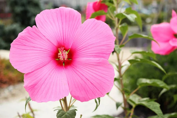 Ogromny Kwiat Hibiscus Różowy Ogrodzie — Zdjęcie stockowe