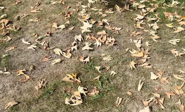 Fallen Foliage Maple Autumn Coming — Stock Photo, Image