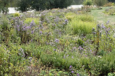  Kır çiçekleri yeşil alan.
