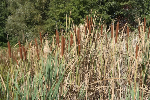 Bunch Reed Autumn Pond — Stock Photo, Image