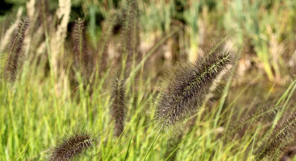 Grass Wind — Stock Photo, Image