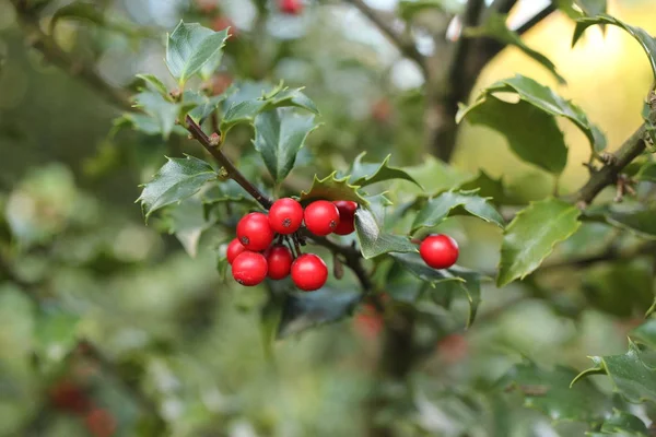 Bayas Rojas Acebo Árbol Acebo Común Acebo Inglés Acebo Europeo — Foto de Stock