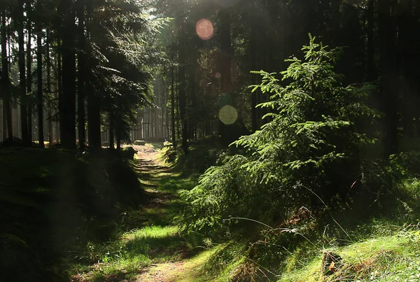 Sentier Dans Forêt — Photo