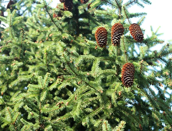 Pine Cones Tree — Stock Photo, Image
