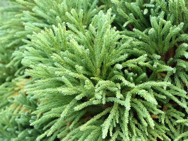 Cryptomeria Japonica Ágak — Stock Fotó