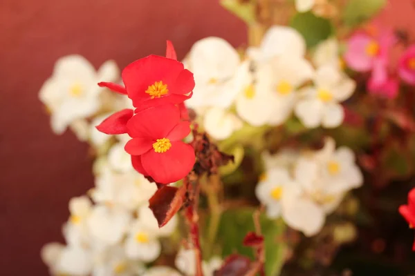 Red Begonia Semperflorens Waxflower — Stock Photo, Image