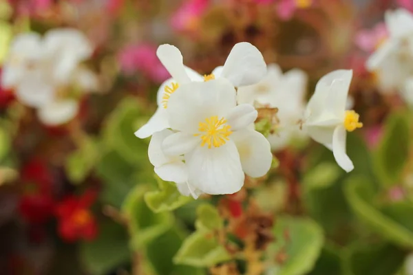 White Waxflower Close — Stock Photo, Image