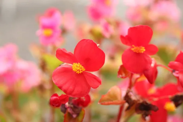 Red Waxflower Close — Stock Photo, Image