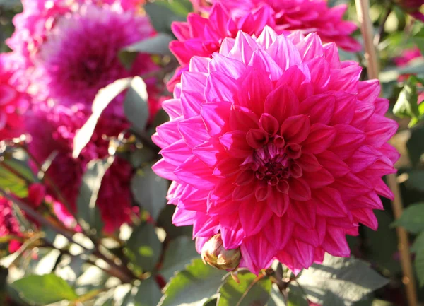 Dahlia Rose Gros Plan Dans Jardin — Photo
