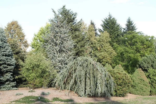 Arbres Dans Parc Photo De Stock