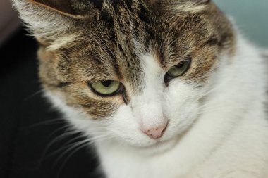 yırtıcı kuş, yırtıcı hayvan