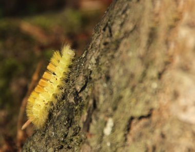 yırtıcı kuş, yırtıcı hayvan