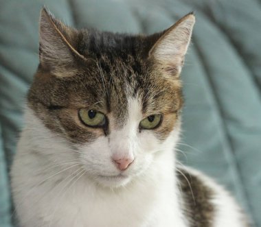 yırtıcı kuş, yırtıcı hayvan