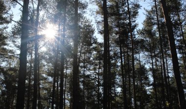 Orman nad güneş ağaçlarda