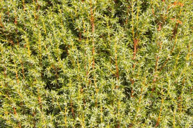 güzel yeşil doğal doku