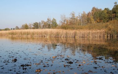 göl, reed ve ağaçlar ile manzara