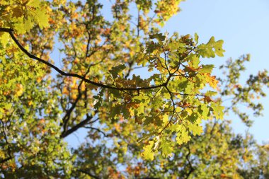 Sonbahar yaprakları mavi gökyüzünde