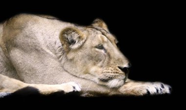 portre siyah arka plan üzerine izole aslan