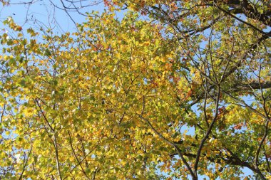 Ağaçta sonbahar yaprakları