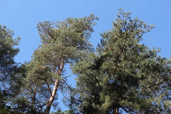 松树和蓝蓝的天空 — 图库照片