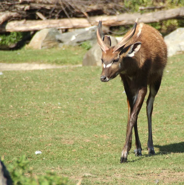 Pie Sitatunga Hermosa Cabra —  Fotos de Stock