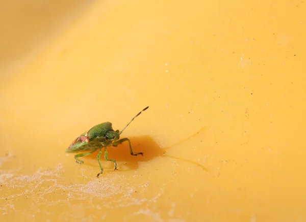 Grüner Käfer Auf Gelbem Hintergrund — Stockfoto