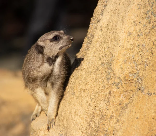 Meerkat Suricata Suricatta Pada Huard — Stok Foto